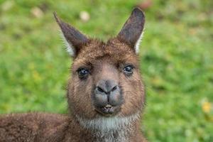 Känguru-Porträt beim Betrachten von Ihnen foto