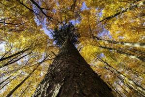 herbstliche Baumwipfel und blauer Himmel foto