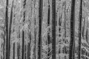 winterliche Baumstämme foto