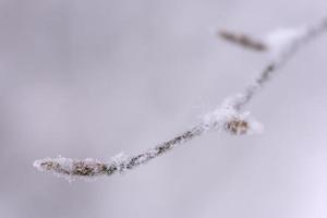 Detailansicht des winterschneebedeckten Buchenzweigs foto