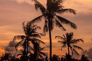 Palmen zur schönen Sonnenuntergangszeit