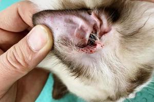 Langhaarkatze hat Wunden am Ohr und ist verletzt. Katzenohr hat Blut. Kätzchenohr ist verletzt foto