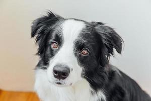 lustiges porträt des niedlichen lächelnden hündchen-border-collie drinnen. neues nettes Mitglied der Familie kleiner Hund zu Hause, der anstarrt und wartet. Haustierpflege und Tierkonzept. foto