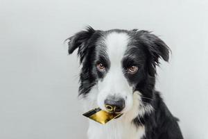 süßer Hündchen-Border-Collie, der eine goldene Bank-Kreditkarte im Mund hält, isoliert auf weißem Hintergrund. kleiner hund mit welpenaugen lustiges gesicht, das auf online-verkauf wartet, einkaufsinvestitionsbankfinanzierungskonzept foto