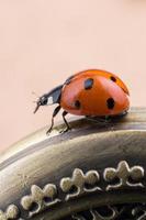 schöner roter Marienkäfer, der auf eine Taschenuhr geht foto