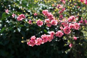 baumblüte blüte schöne blumen im frühjahr foto