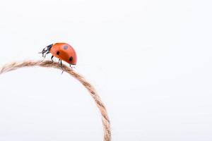 schöner roter Marienkäfer, der auf einen Thread geht foto