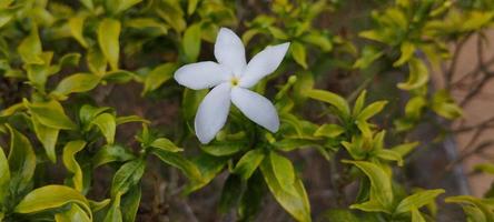 Jasmin ist eine dekorative Blumenpflanze in Form von Sträuchern mit aufrechtem Stamm, die chronisch leben foto