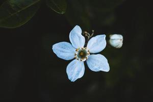 Makrofoto der farbigen Blume foto