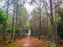 naturlehrpfad am morgen im phu kradueng mountain national park in der stadt loei thailand.phu kradueng mountain national park das berühmte reiseziel foto