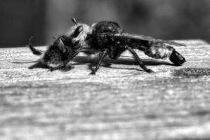 gelbe Mordfliege oder Räuberfliege als Schwarz-Weiß-Bild mit einer Hummel als Beute foto