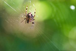 Kreuzspinne in einem Spinnennetz, die auf Beute lauert. unscharfer Hintergrund foto