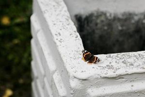 anmutiger und eleganter Schmetterling foto