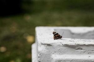 schöner eleganter schmetterling foto