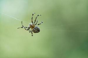 Kreuzspinne, die auf einem Spinnenfaden kriecht. Halloween-Schreck. unscharfer Hintergrund. foto