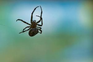 Kreuzspinne, die auf einem Spinnenfaden kriecht. verschwommen. ein nützlicher Jäger unter den Insekten foto