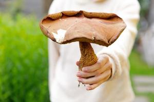 weibliche Hand, die rohen essbaren Pilz mit braunem Kappen-Pennybrötchen im Herbstwaldhintergrund hält. Ernte große Steinpilze in natürlicher Umgebung pflücken. leckeres bio-lebensmittelkonzept kochen. foto