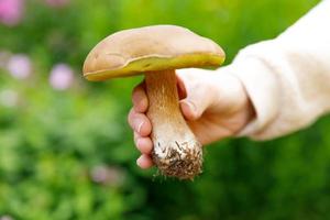 weibliche Hand, die rohen essbaren Pilz mit braunem Kappen-Pennybrötchen im Herbstwaldhintergrund hält. Ernte große Steinpilze in natürlicher Umgebung pflücken. leckeres bio-lebensmittelkonzept kochen. foto