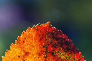 Nahaufnahme natürlicher Herbst Herbst Makroansicht von rot-orangefarbenen Blättern, die in der Sonne auf verschwommenem grünem Hintergrund im Garten oder Park leuchten. inspirierende natur oktober oder september hintergrundbild. wechsel der jahreszeiten konzept. foto