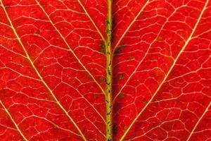 Nahaufnahme Herbst Herbst extreme Makro Textur Blick auf rot orange grün Holz Blatt Baum Blatt glühen in Sonne Hintergrund. inspirierende natur oktober oder september hintergrundbild. wechsel der jahreszeiten konzept. foto