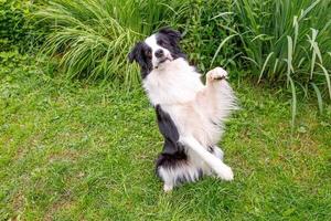 Außenporträt des süßen, lächelnden Welpen-Border-Collie, der auf Grasparkhintergrund sitzt. Kleiner Hund mit lustigem Gesicht, der an sonnigen Sommertagen im Freien springt. Haustierpflege und lustiges Tierlebenskonzept foto