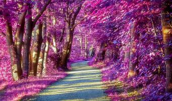 Schönes rosa und violettes Infrarot-Panorama einer Landschaft mit blauem Himmel foto