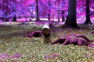 schöner rosa und violetter infrarotpanoramablick in eine waldlandschaft. foto