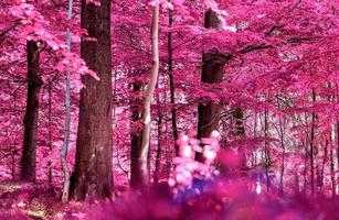 Schönes rosa und violettes Infrarot-Panorama einer Landschaft mit blauem Himmel foto