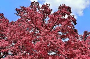 Schönes rosa und violettes Infrarot-Panorama einer Landschaft mit blauem Himmel foto