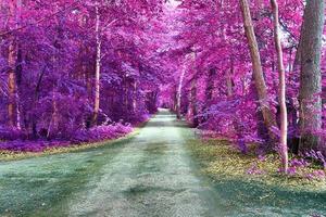 Schönes rosa und violettes Infrarot-Panorama einer Landschaft mit blauem Himmel foto