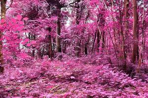 Schönes rosa und violettes Infrarot-Panorama einer Landschaft mit blauem Himmel foto