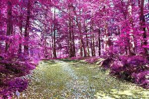 Schönes rosa und violettes Infrarot-Panorama einer Landschaft mit blauem Himmel foto