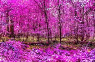 Schönes rosa und violettes Infrarot-Panorama einer Landschaft mit blauem Himmel foto