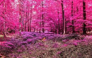 Schönes rosa und violettes Infrarot-Panorama einer Landschaft mit blauem Himmel foto