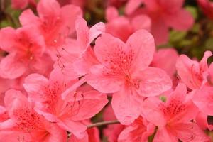 Frühlingszeit mit blühender rosa Azalee an einem schönen Tag foto