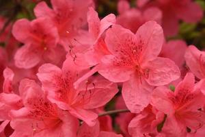 schöner Blick auf einen blühenden rosa Azaleenstrauch foto