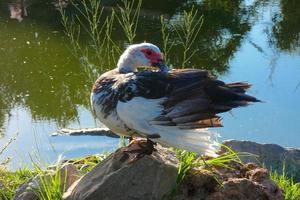 Haustiere auf einem Bauernhof während der Sommersaison foto