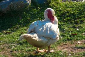 Haustiere auf einem Bauernhof während der Sommersaison foto