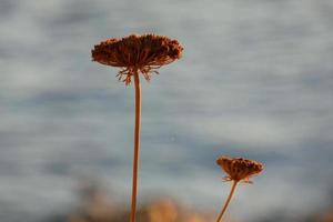 Trockenblumen an der katalanischen Mittelmeerküste, Spanien foto