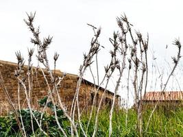 Getrockneter Dornbusch hautnah im verlassenen Garten foto