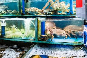 Krabben und Garnelen auf dem Fischmarkt in der Stadt Guangzhou foto