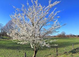 Schönes hochauflösendes Panorama einer nordeuropäischen Landschaft mit Feldern und grünem Gras foto