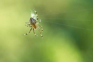 Kreuzspinne in einem Spinnennetz, die auf Beute lauert. unscharfer Hintergrund foto