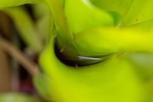 stehendes Wasser in grüner Blattpflanze im Garten foto