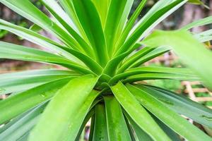 stehendes Wasser im grünen Dracaena-Loureiri-Blatt foto