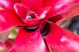 Stehendes Wasser in roter Blattpflanze im Garten foto