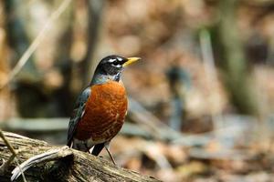 Amerikanisches Rotkehlchen auf dem Waldboden foto