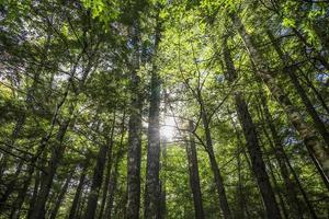 Sonne scheint im Herbst durch die Bäume des Waldes foto