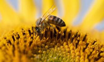 Nahaufnahme einer Honigbiene, die inmitten des Pollens einer Sonnenblume sitzt. foto