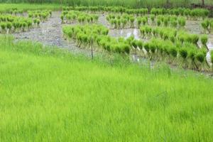 grüne Reissetzlinge werden angebunden, damit der Bauer sie kultivieren kann. foto